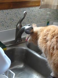 [Image is a blonde tabby kitty licking from a sink faucet]