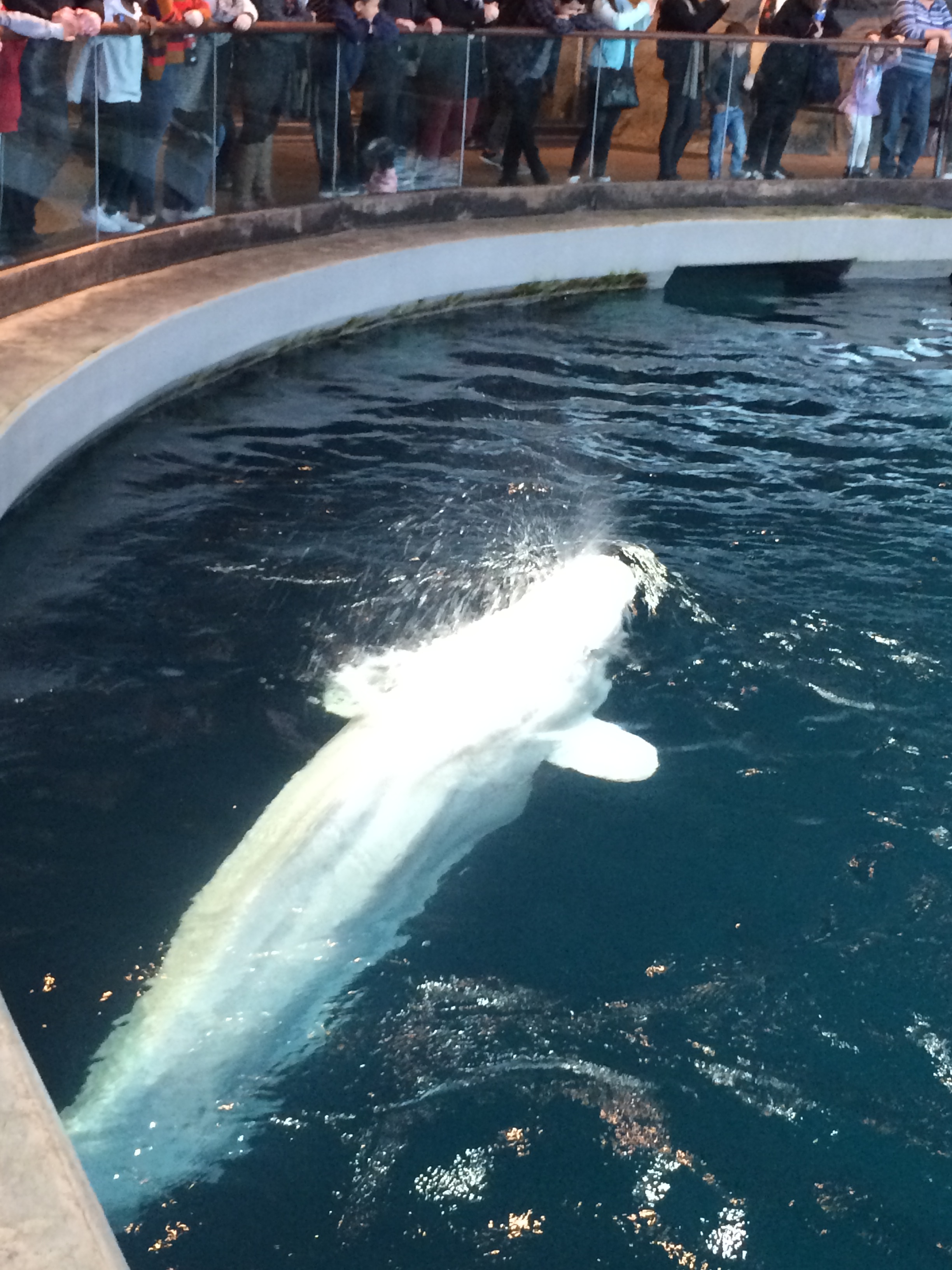 [Image is a Beluga Whale]