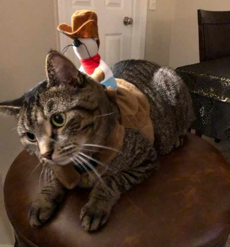 Image is a photo of Athena. She's wearing a brown harness and on it is a mouse dressed as a cowboy. 